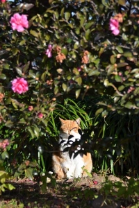 Cat and Sasanqua Hedge