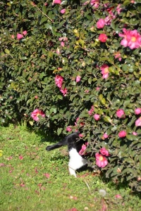 Cat and Sasanqua Hedge