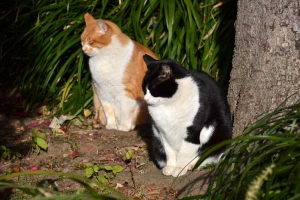 Cat Duo Sunning