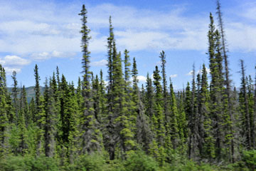 blog 139 Ruby Mountain Range (L) & Kluane Mountains, Spruce, Yukon, Canada_DSC0204-6.24.12 (1)